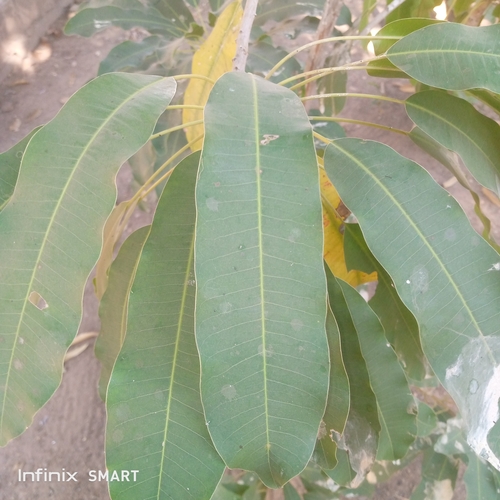 Shea Tree