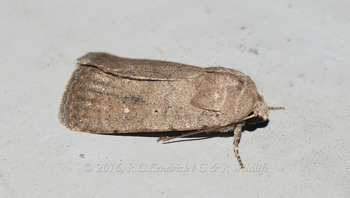 Athetis thoracica