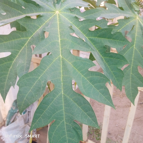 Papaya