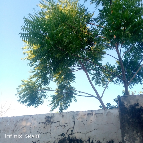 Neem