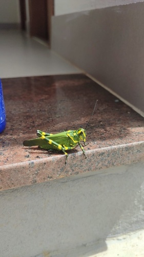 Soldier Grasshopper
