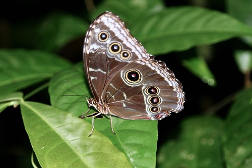 Common Morpho