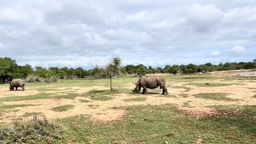Southern White Rhinoceros