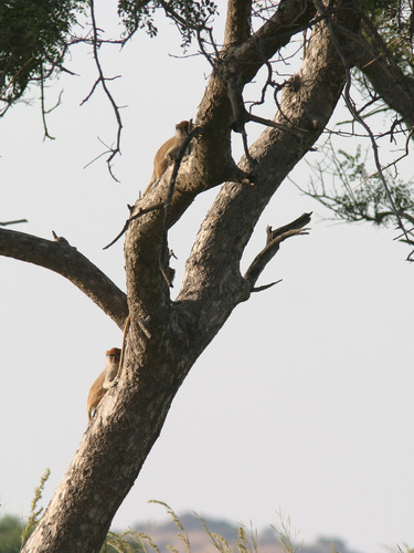 Patas Monkey