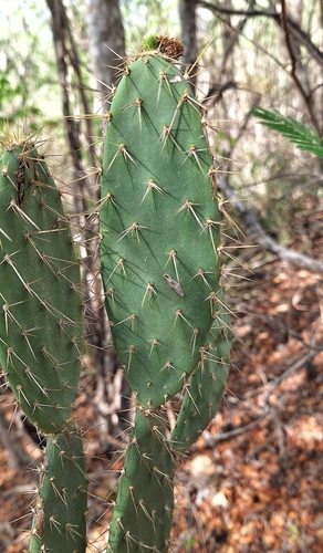Tacinga palmadora