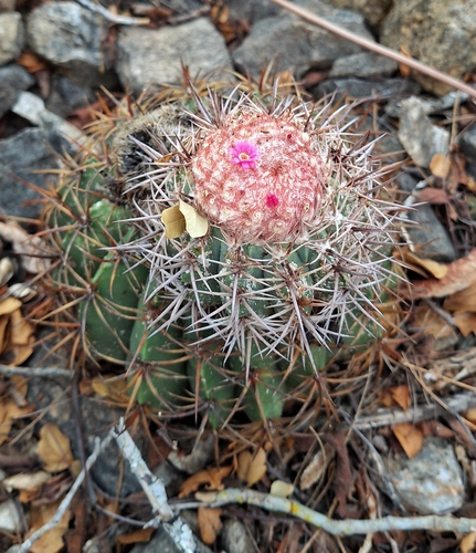 Melocactus zehntneri