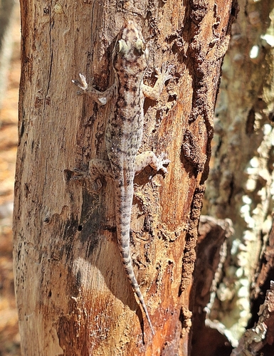 Brazilian Gecko