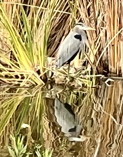 iNaturalist observation photo of Great Blue Heron