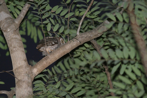 African Scops-Owl