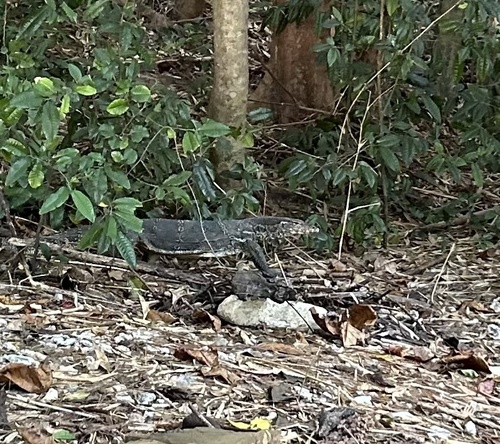 Indomalayan Water Monitor — seen at this dive site
