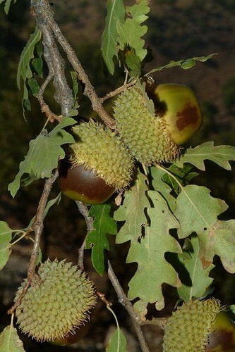Mount Hermon Oak (Quercus look)
