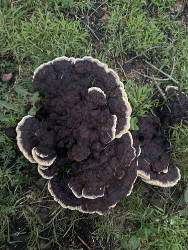 New World Dyer's Polypore