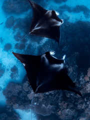 Reef manta ray