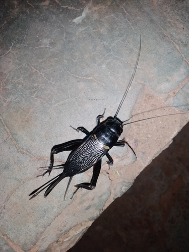Southern Field Cricket