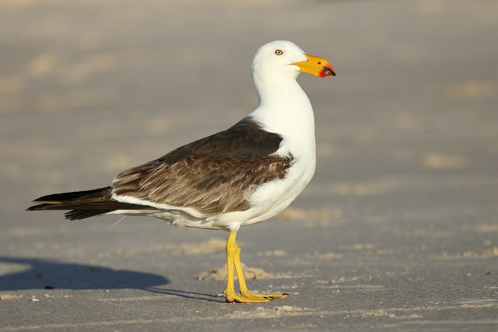Pacific Gull (Larus pacificus) photo