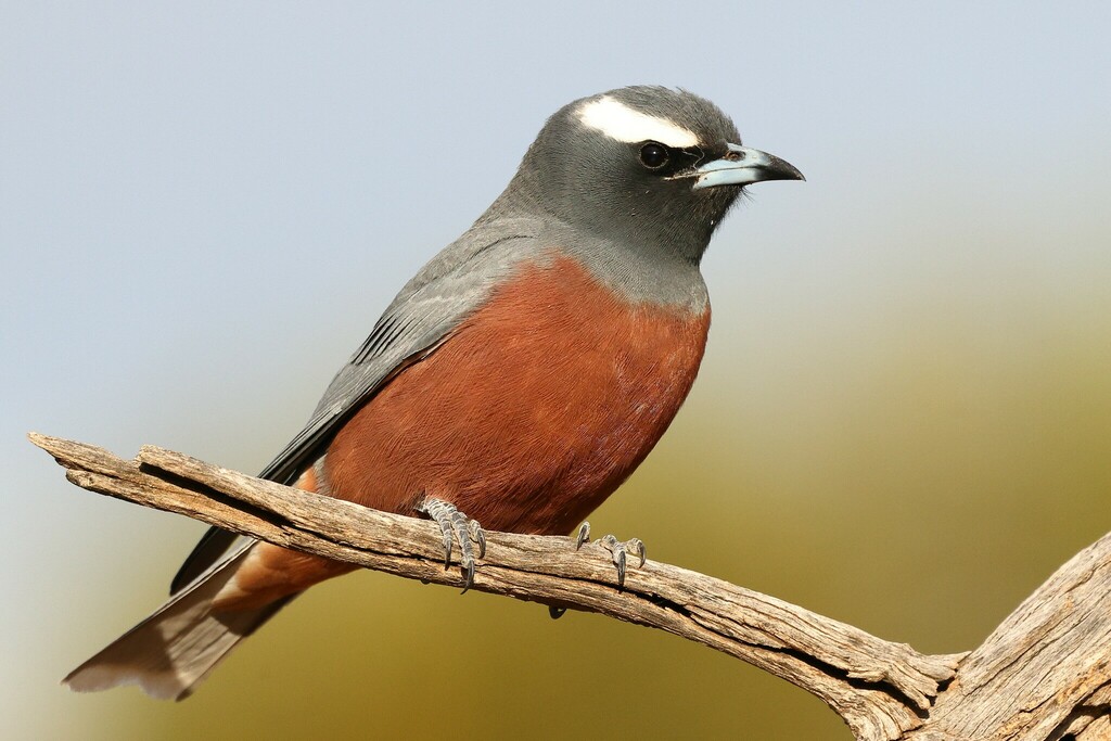 White-browed Woodswallow photo
