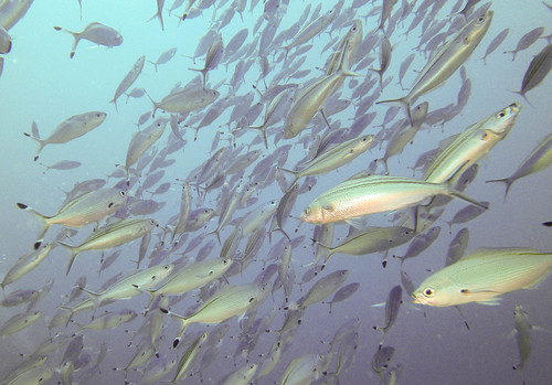Suez Fusilier — seen at this dive site