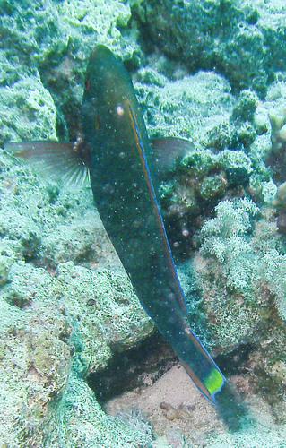 Swarthy Parrotfish — seen at this dive site