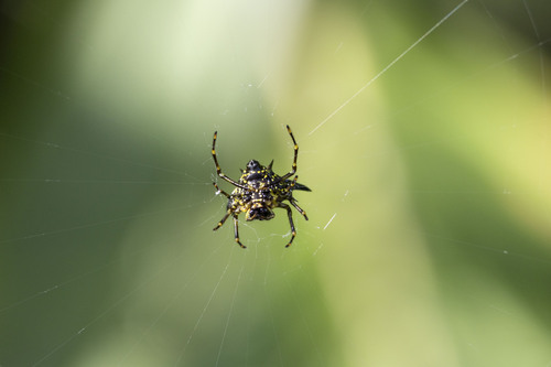 Hasselt's Spiny Spider