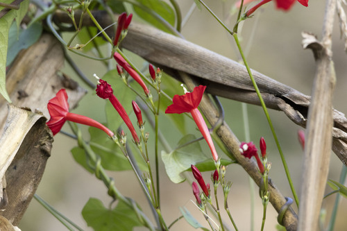 scarlet creeper