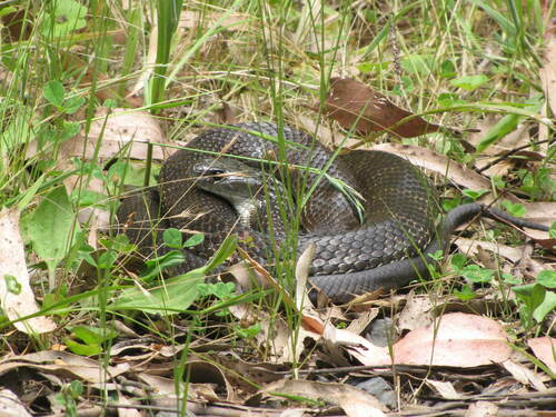 Tiger Snake sighting