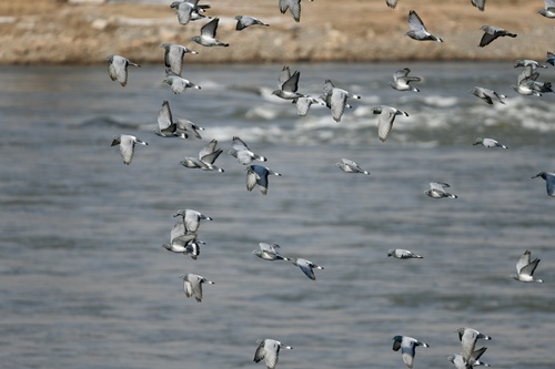 Hill Pigeon