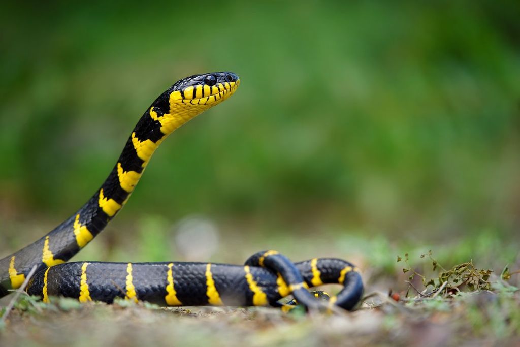 Western Mangrove Cat Snake (Boiga melanota) · iNaturalist