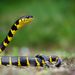 Banded Mangrove Snake - Photo (c) Matthieu Berroneau, all rights reserved, uploaded by Matthieu Berroneau