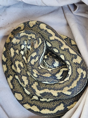 Coastal Carpet Python sighting