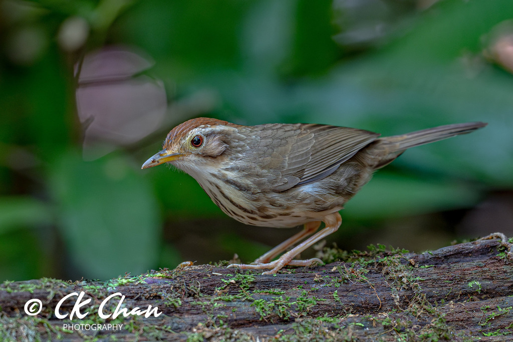 Puff-throated Babbler photo