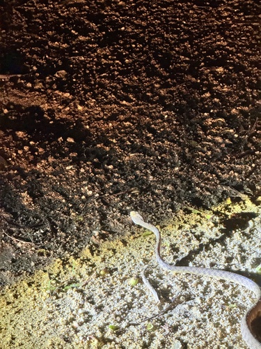 Brown Tree Snake sighting