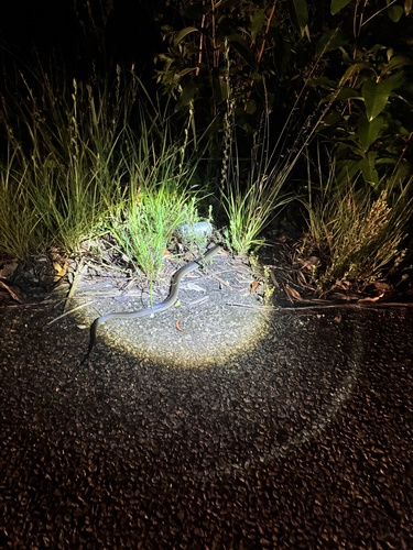 Water Python sighting