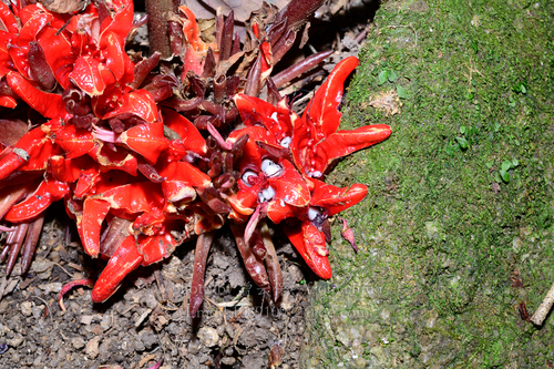 Zingiber guangxiense