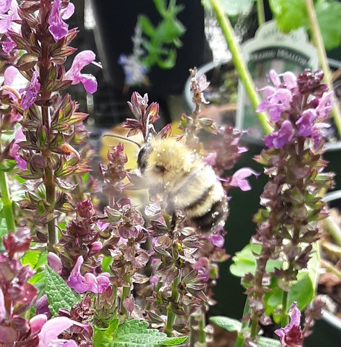 Perplexing Bumble Bee