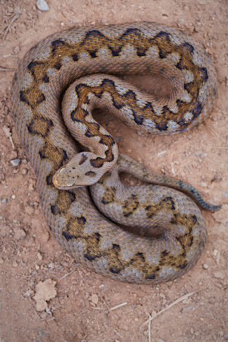 Lataste's Viper