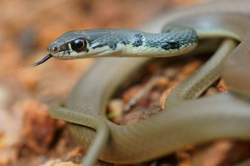 Dahl's Whip Snake