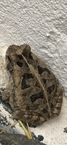 Cururu Toad
