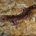 Persian Mountain Salamander - Photo (c) Matthieu Berroneau, all rights reserved, uploaded by Matthieu Berroneau