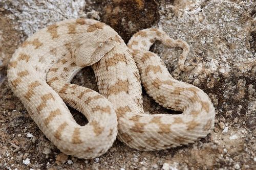 Persian Horned Viper