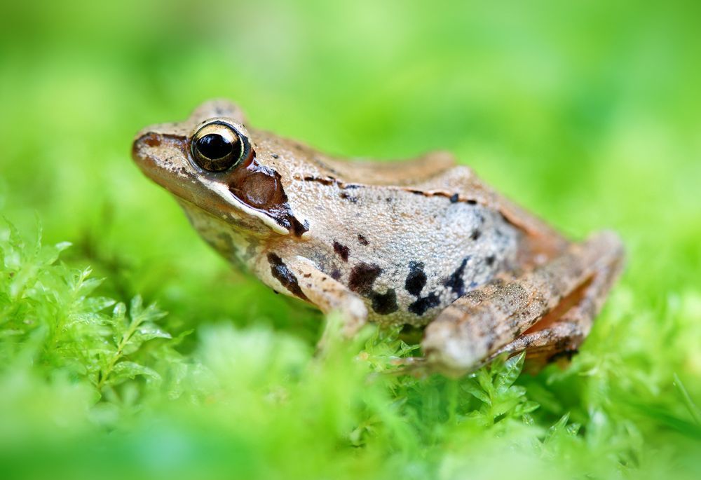 Hyrcanian Wood Frog (Rana pseudodalmatina)