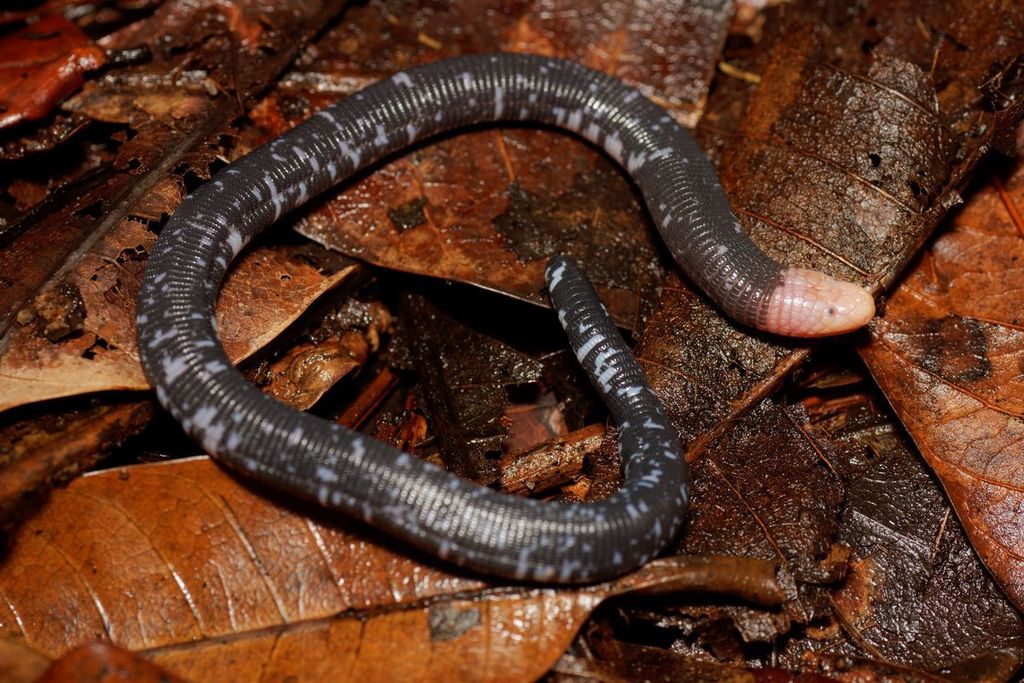 black worms
