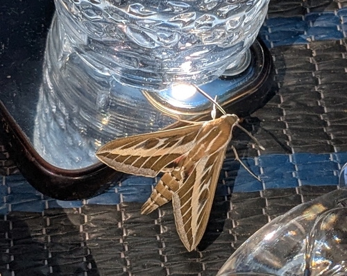 Striped Hawkmoth