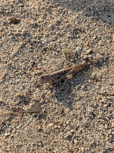 Desert Locust