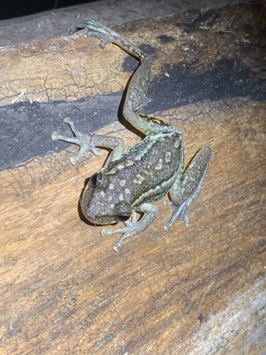 Red Snouted Tree Frog