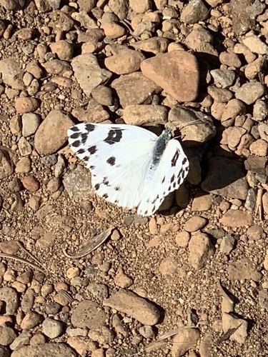 Becker's White