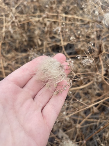 Western Virgin's Bower winter