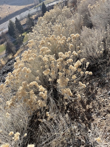 Rubber Rabbitbrush winter