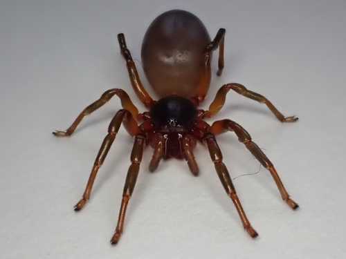Dysdera fuscipes
