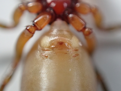 Dysdera fuscipes