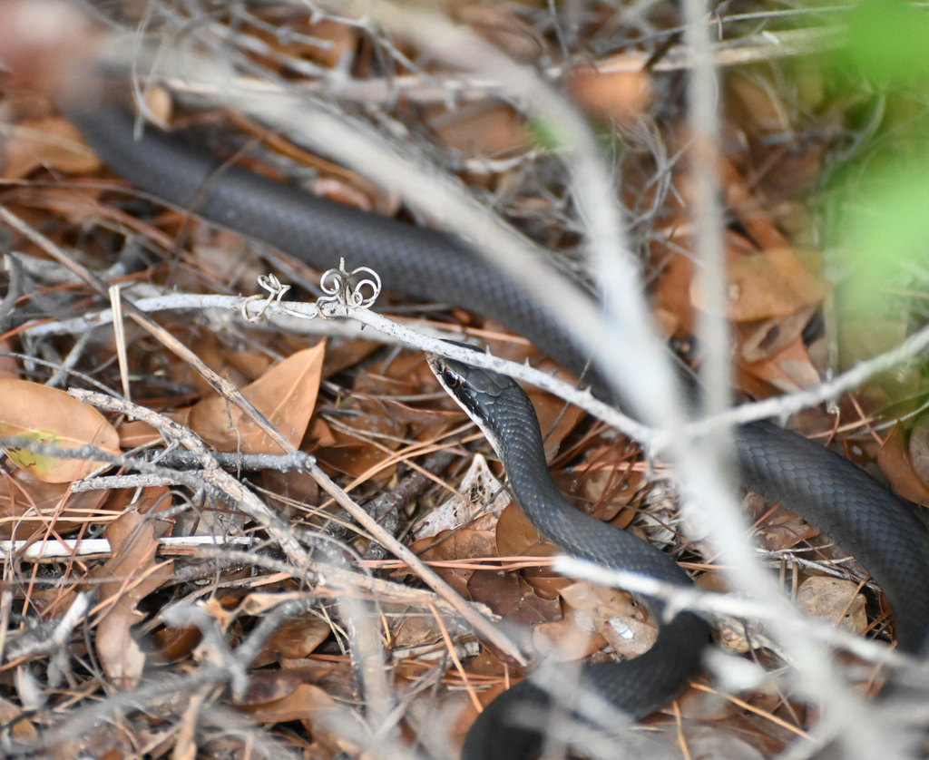 Southern Black Racer from Boynton Beach, FL, USA on December 26, 2024 ...